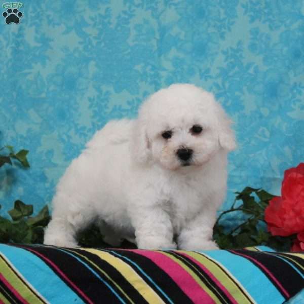 Nero, Bichon Frise Puppy